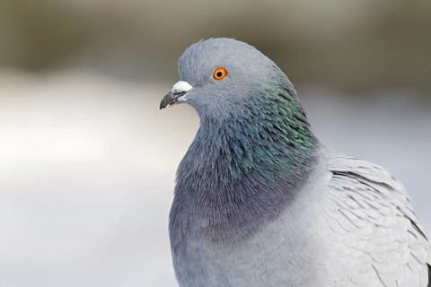 Rock Dove (Columba livia), Berlin, Germany