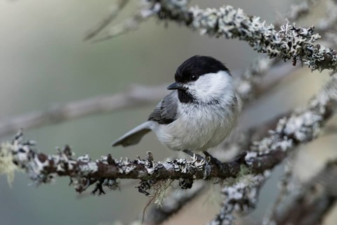 Willow Tit - Weidenmeise - Poecile montanus ssp. uralensis, Russia (Ural)
