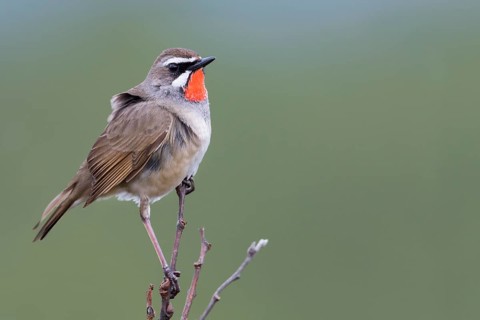 Siberian Rubythroat - Rubinkehlchen - Luscinia calliope, Russia (Ural), adult male