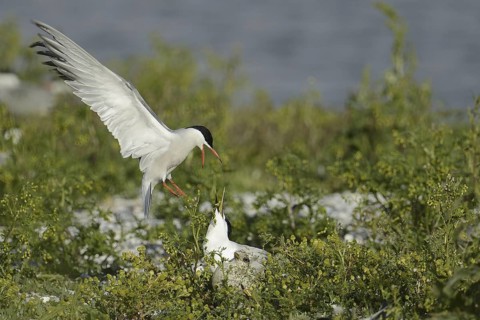 Common Tern & Sandwich Tern (Sterna hirundo & Thalasseus sandvicensis), Texel, Netherlands