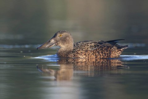 Australasian Shoveler (Spatula rhynchotis) female, Victoria, Australia