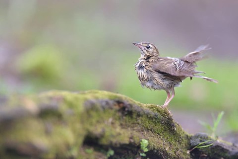 Tree Pipit (Anthus trivialis) perched on the ground, Netherlands