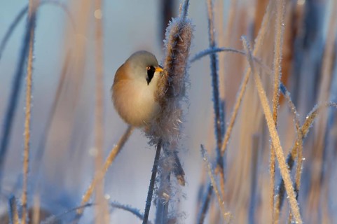 Bearded Reedling (Panurus biarmicus) male feeding on cattail seed, Thuringia, Germany