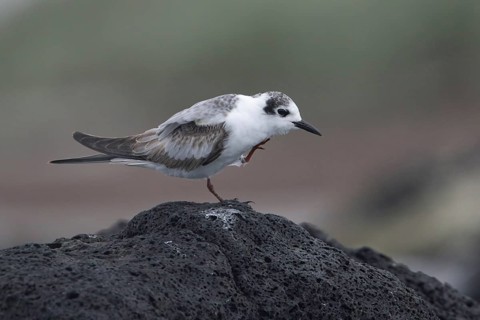 White-winged Tern (Chlidonias leucopterus) scratching, Victoria, Australia