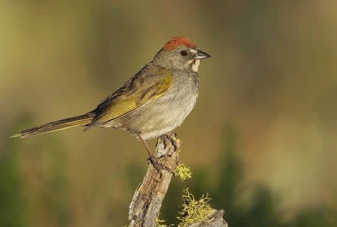 Green-tailed Towhee (Pipilo chlorurus), Oregon, USA