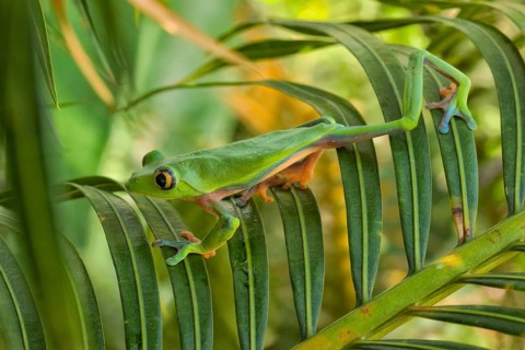 Blue-sided tree or yellow-eyed leaf frog (Agalychnis annae), highly endangered species endemic to