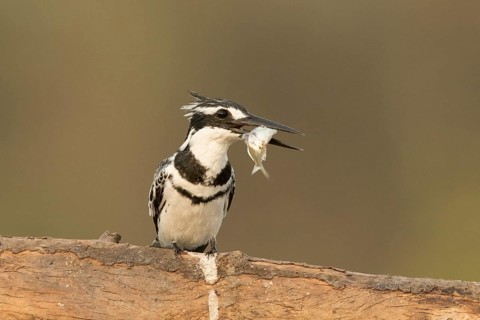 Pied Kingfisher (Ceryle rudis) male with fish in beak, Gambia