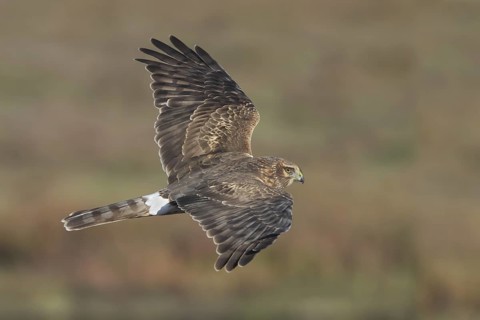 Hen Harrier (Circus cyaneus) female flying, California, USA
