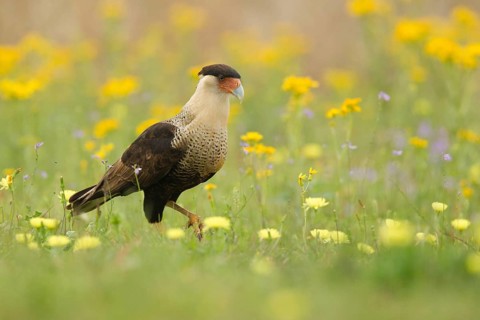 Northern Crested Caracara (Caracara cheriway) Texas, USA