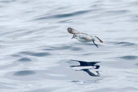 Fairy Prion (Pachyptila turtur) flying, Victoria, Australia