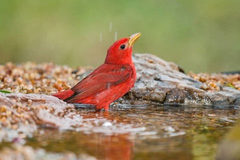 Summer Tanager (Piranga rubra) male at a waterhole, Texas, USA