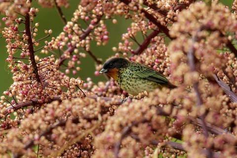 Rufous-throated Tanager (Tangara rufigula) perched on a branch in the Andes mountains in Colombia