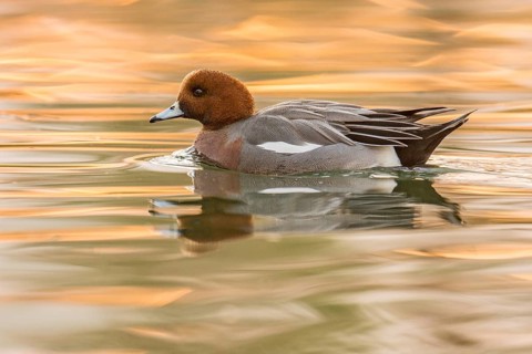 Eurasian Wigeon (Mareca penelope) male, Arizona, USA