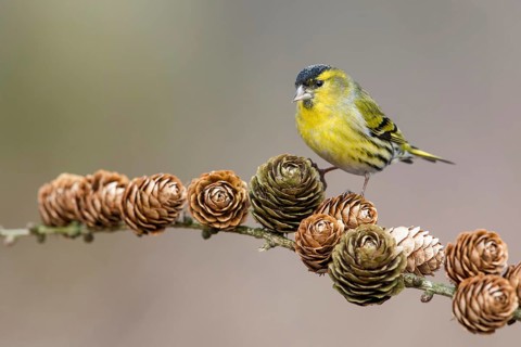 Eurasian Siskin (Spinus spinus) male perched on a branch, Poland