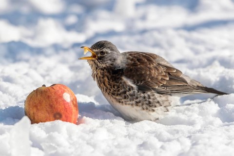 Wacholderdrossel frisst Apfel