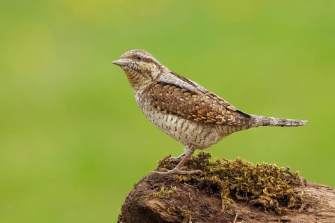 Eurasian Wryneck (Jynx torquilla), Castile and Leon, Spain