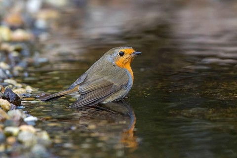 European Robin (Erithacus rubecula) bathing in a garden pond, Mecklenburg-Western Pomerania,