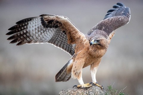 Bonelli's Eagle (Aquila fasciata) juvenile, Castile-La Mancha, Spain