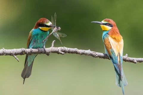 European Bee-eater (Merops apiaster) pair displaying, presentation of a Lesser emperor (Anax