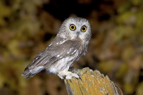 Northern Saw-whet Owl Aegolius acadicus Duluth, Minnesota, United States 19 October Adult Strigidae