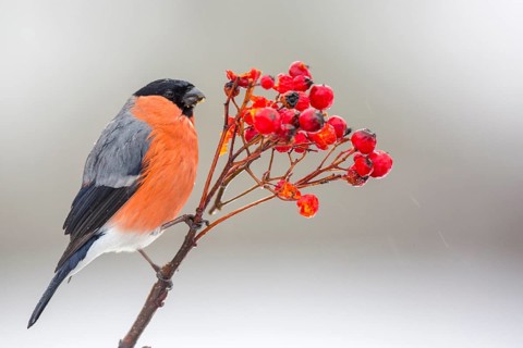 Eurasian Bullfinch (Pyrrhula pyrrhula) male perched on a branch, Castile and Leon, Spain