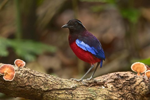 Black-crowned Pitta (Erythropitta ussheri), Sabah, Malaysia