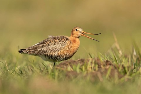 Black-tailed Godwit (Limosa limosa), Lower Saxony, Germany
