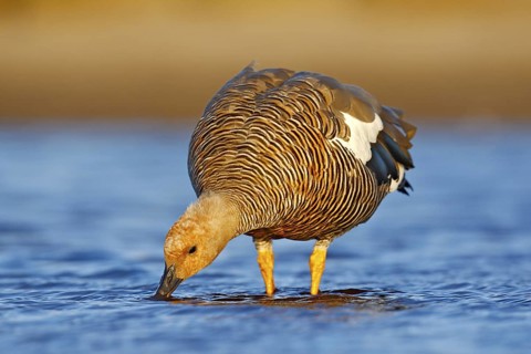 Goose in the water, Chloephaga hybrida, Kelp goose, is a member of the duck, goose. It can be found