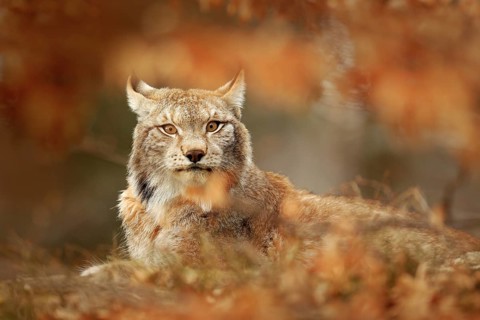 Lynx in orange autumn forest. Wildlife scene from nature. Cute fur Eurasian lynx, animal in habitat
