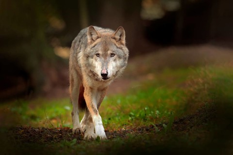 Gray wolf, Canis lupus, in the spring light, in the forest with green leaves. Wolf in the nature