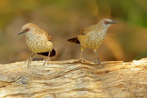 Arrow-marked Babbler, Turdoides jardineii, detail of exotic grey African bird with red eye in the