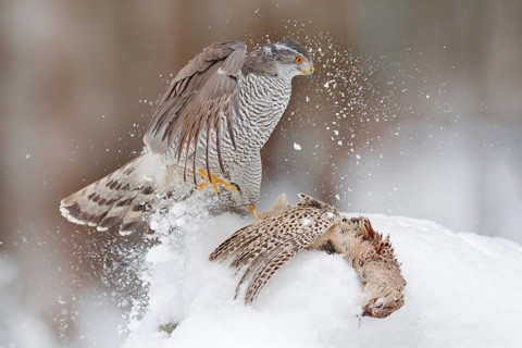 Winter wildlife, bird of prey with catch in snow. Animal behaviour in the forest. Bird of prey