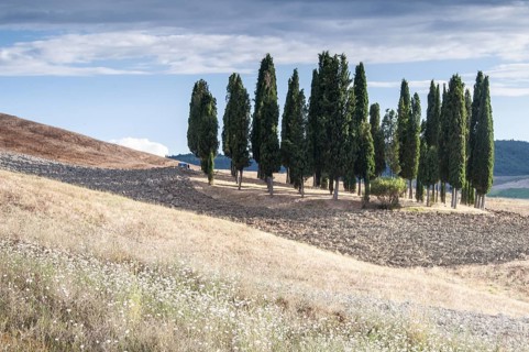 Tuscan landscape, cypresses (Cupressus) Toscana, Italy