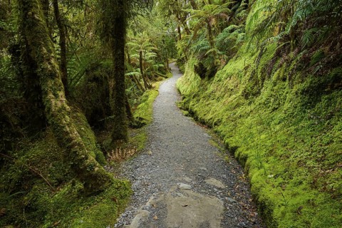 A natural forest path leads through lush greenery and moss-covered trees, summer, Lake Matheson,