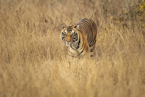 Royal Bengal tiger (Panthera tigris tigris), in tall grass, Bandhavgarh National Park, Bahannara,