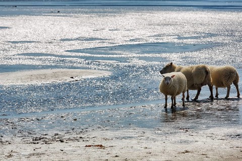 Free-range Icelandic sheep (Ovis), sheep on Rauðisandur beach, Raudisandur, near Patreksfjördur,