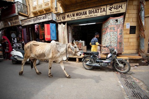 Sacred cow in the old town of Jaisalmer, Rajasthan, India