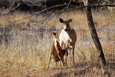 Sambar or sambar deer or horse deer (Cervus unicolor or Rusa unicolor) suckling offspring in the