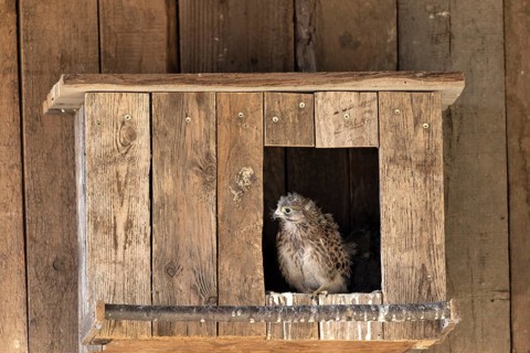 Kestrel (Falco tinnunculus) young bird looking curiously out of the incubator, village in