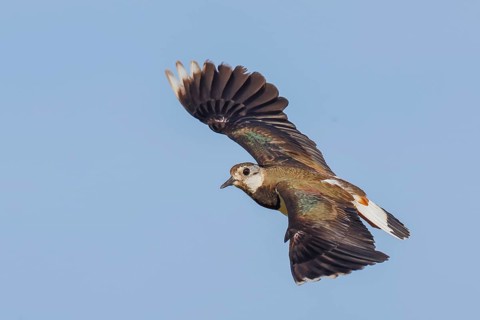 Lapwing (Vanellus vanellus) adult bird in flight, wildlife, animals, birds, plover family, Ziggsee,