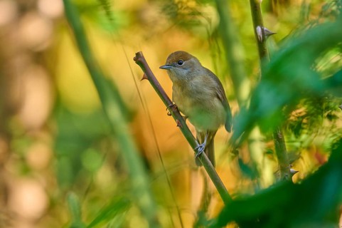 Blackcap (Sylvia atricapilla), female, sitting on a branch in a green, blurred environment, France