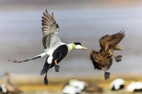 Eider duck (Somateria mollissima), drake and hen flying, duck birds (Anatidae), Aventdalen,