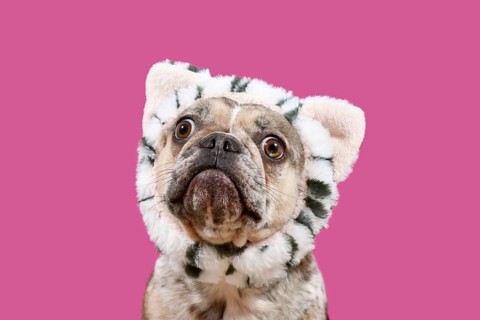 Funny confused French Bulldog dog with cat costume headband on pink background
