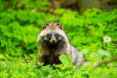 Common raccoon dog (Nyctereutes procyonoides) sitting in the grass, Bavaria, Germany