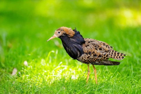 Ruff (Calidris pugnax) male standing on a meadow, captive, Zoo Augsburg, Germany