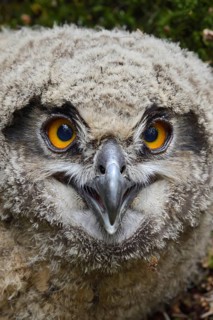Young owl... European eagle owl (Bubo bubo), young bird, young eagle owl, eagle owl chick, not yet