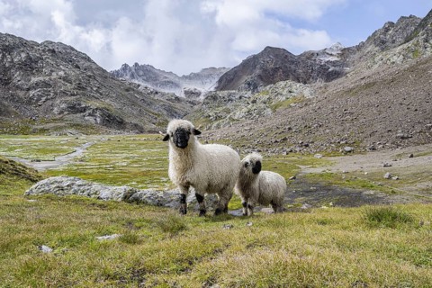 Two Valais Blacknose sheep (Ovis gmelini aries), high alpine mountain valley, Obere Senner Egete,