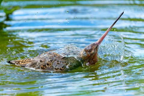 Lapwing dives into the water, creates splashes, lively action, black-tailed godwit (Limosa limosa),
