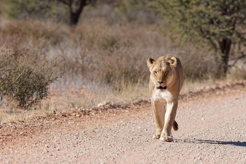 African lion (Panthera leo), lioness, adult female walking on a dirt road, Kgalagadi Transfrontier