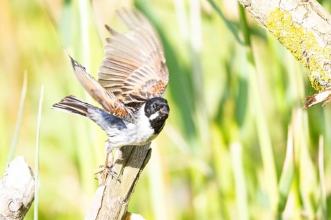 Reed bunting (Emberiza schoeniclus) ml Germany